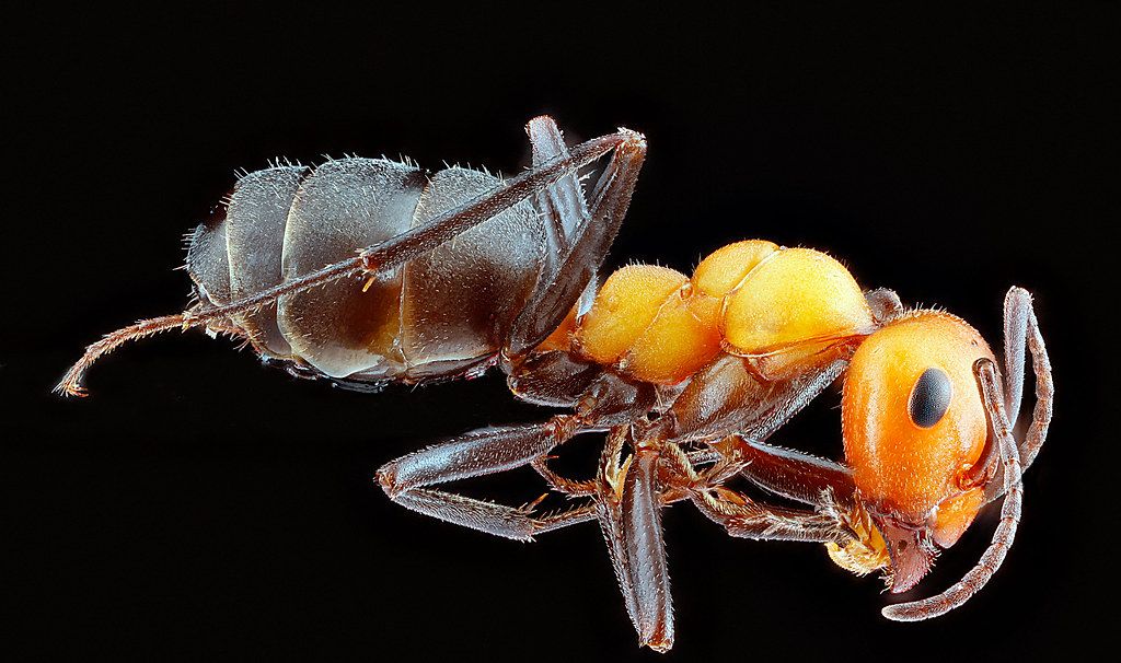 Ant Control service in Whittier, CA