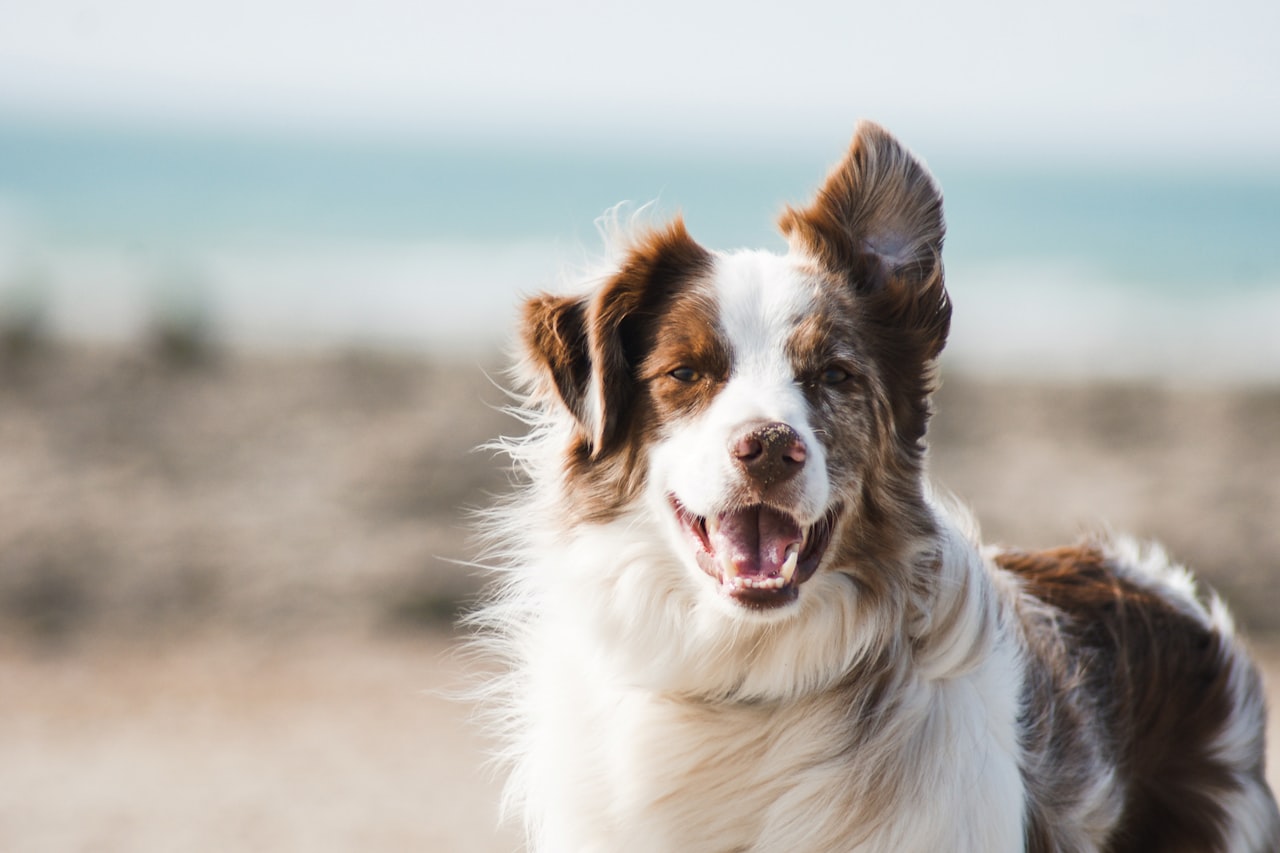 Flea & Tick Control service in Whittier, CA