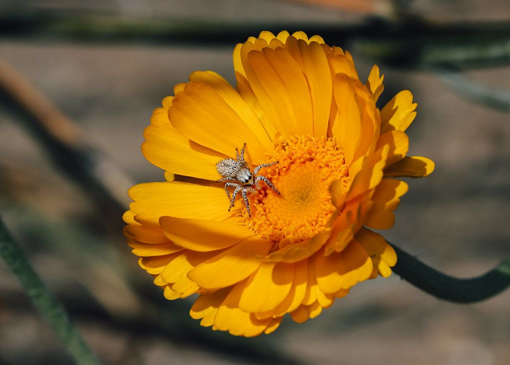 Spider Control service in Whittier, CA